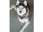 Adopt Lapis a Black - with White Husky / Mixed dog in Spring Valley