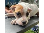 Adopt Gemma a Mixed Breed (Medium) / Mixed dog in Jonesboro, AR (38863364)