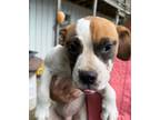 Adopt Joey a Mixed Breed (Medium) / Mixed dog in Jonesboro, AR (38863363)