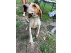 Adopt Elaine a Mixed Breed (Medium) / Mixed dog in Jonesboro, AR (38863362)