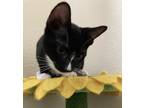 Adopt Raoul a Black & White or Tuxedo American Shorthair (short coat) cat in