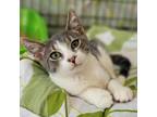 Adopt Aqua 2023 a Gray or Blue Domestic Shorthair / Mixed cat in Bensalem