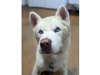 Adopt Ranger a Siberian Husky / Mixed dog in El Cajon, CA (38864691)