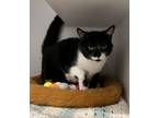 Adopt Rolex a Domestic Shorthair / Mixed (short coat) cat in Dearborn