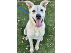 Adopt Gwen a White Labrador Retriever / Mixed dog in Red Bluff, CA (38860609)