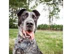 Adopt Steiner a Gray/Silver/Salt & Pepper - with Black Mixed Breed (Large) /