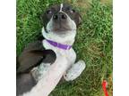 Adopt Buffy a Black Mixed Breed (Small) / Mixed dog in Harrisonburg
