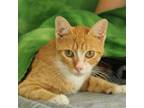 Adopt Katara a Orange or Red Domestic Shorthair / Mixed cat in Bristol