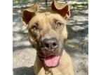 Adopt Velma a Brown/Chocolate Mixed Breed (Large) / Mixed dog in Sarasota