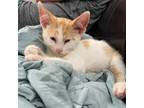 Adopt Kraglin a White Domestic Shorthair / Mixed cat in Decorah, IA (38861983)