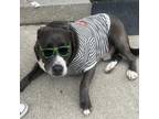 Adopt L-20-23 Hagrid a Gray/Silver/Salt & Pepper - with Black Pit Bull Terrier /