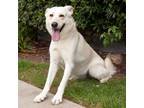 Adopt Lightning a White - with Tan, Yellow or Fawn German Shepherd Dog / Mixed