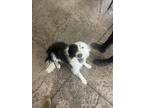 Adopt Cody a Black Border Collie / Mixed dog in Price, UT (38865757)