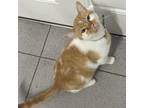 Adopt Bread a Orange or Red Domestic Shorthair / Mixed cat in Sedalia