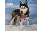 Adopt Koda a Black Husky / Mixed dog in Yuma, AZ (38862133)