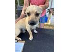Adopt Garrett a Mixed Breed (Medium) / Mixed dog in Jonesboro, AR (38863366)