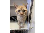 Adopt Sturgeon a Domestic Shorthair / Mixed (short coat) cat in Neosho