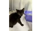 Adopt Grady a Domestic Shorthair / Mixed (short coat) cat in Jonesboro
