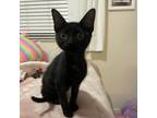 Adopt Calypso Magic a All Black Domestic Shorthair / Mixed cat in Fort