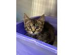 Adopt Cathee a Domestic Shorthair / Mixed (short coat) cat in Jonesboro