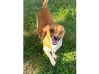 Adopt Tim a Mixed Breed (Medium) / Mixed dog in Jonesboro, AR (38863368)