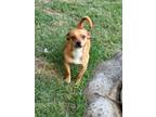 Adopt Shawn a Mixed Breed (Medium) / Mixed dog in Jonesboro, AR (38863367)