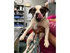 Adopt Jess a Mixed Breed (Medium) / Mixed dog in Jonesboro, AR (38863355)
