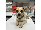 Adopt Justin a Mixed Breed (Medium) / Mixed dog in Jonesboro, AR (38863353)