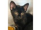 Adopt Honey a Domestic Shorthair / Mixed (short coat) cat in Crystal Lake