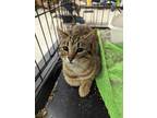 Adopt Tigger 2 a Domestic Shorthair / Mixed (short coat) cat in Coshocton
