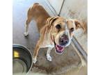 Adopt Beautiful Gorgeous a Brown/Chocolate English (Redtick) Coonhound / Mixed