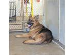 Adopt Norbert Beaver a Brown/Chocolate German Shepherd Dog / Mixed dog in