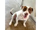 Adopt Jenny Wakeman a White - with Tan, Yellow or Fawn Pit Bull Terrier / Mixed