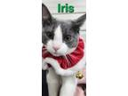 Adopt Iris a Domestic Shorthair / Mixed (short coat) cat in Lagrange