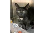 Adopt Almond a Domestic Shorthair / Mixed (short coat) cat in Lagrange