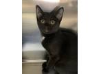 Adopt Sedona a Domestic Shorthair / Mixed (short coat) cat in Lagrange