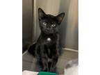 Adopt Madeline a Domestic Shorthair / Mixed (short coat) cat in Lagrange