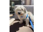 Adopt Quinlan a Havanese / Mixed dog in Thousand Oaks, CA (38862172)