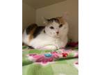 Adopt Maisey a White Domestic Shorthair / Domestic Shorthair / Mixed cat in