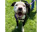 Adopt Sully a Black American Pit Bull Terrier / Mixed dog in Pittsfield