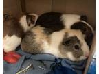Adopt Norris a Brown or Chocolate Guinea Pig / Guinea Pig / Mixed small animal