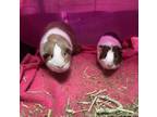 Adopt Nancy a Brown or Chocolate Guinea Pig / Guinea Pig / Mixed small animal in