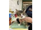 Adopt JJ a Gray or Blue Domestic Shorthair / Domestic Shorthair / Mixed cat in