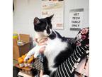 Adopt Miss Molly a All Black Domestic Shorthair / Domestic Shorthair / Mixed cat