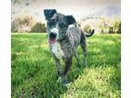 Adopt Harris a Gray/Blue/Silver/Salt & Pepper Catahoula Leopard Dog / Mixed dog