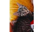 Adopt Snookie a Tiger Striped Domestic Shorthair (short coat) cat in York
