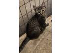Adopt Morton a Domestic Shorthair (short coat) cat in South Bend, IN (38864530)