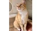 Adopt Ava a Orange or Red Domestic Shorthair / Domestic Shorthair / Mixed cat in