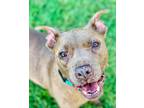 Adopt Tara a Tan/Yellow/Fawn - with White American Staffordshire Terrier / Mixed