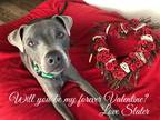 Adopt Slater a Gray/Silver/Salt & Pepper - with White American Pit Bull Terrier